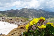 55 Cariofillata delle pietraie (Geum reptans)